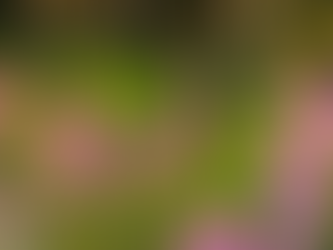 Six Messages from a Wild Garden
