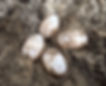 Four tiny long-necked turtle eggs uncovered in grey sand.