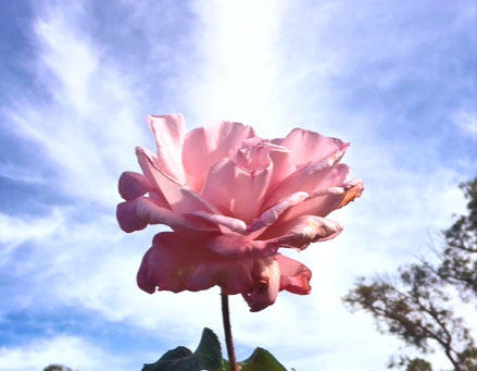 The Sky and the Petal