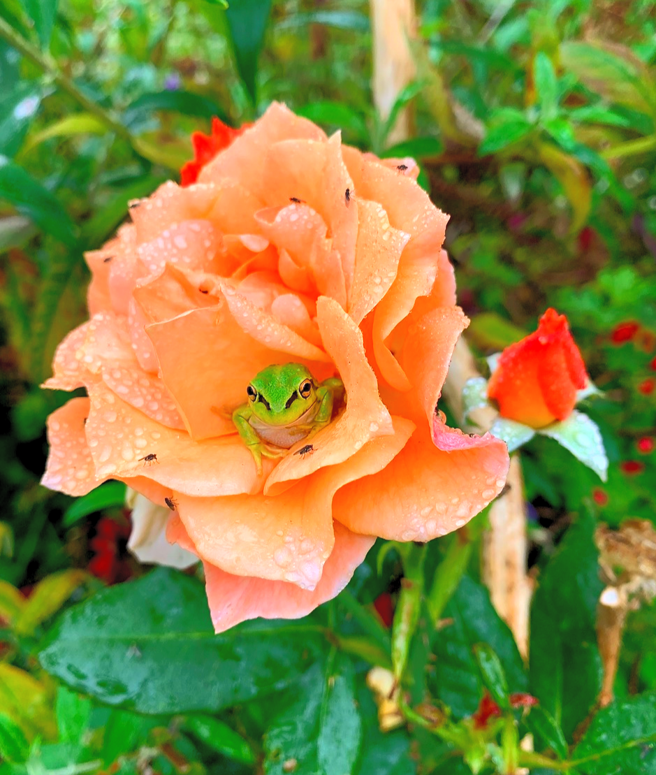 close-up of a tiny green and black frog sitting between orange petals of a rose., looking right at you.