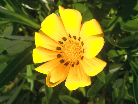 What Is Flower Power?