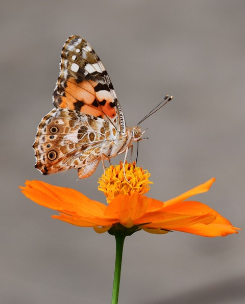 Painted lady butterfly