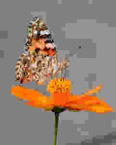 Painted lady butterfly