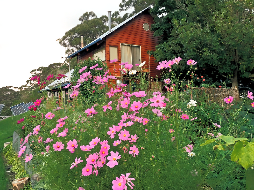 Low shot from ground level. Wooden house in background, pink cosmos flowers in forebground. Solar panels visible in distance.