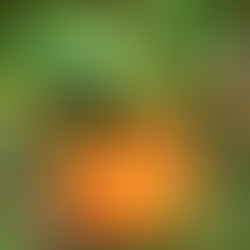 A bright orange pumpkin hanging from a tree which it has climbed.