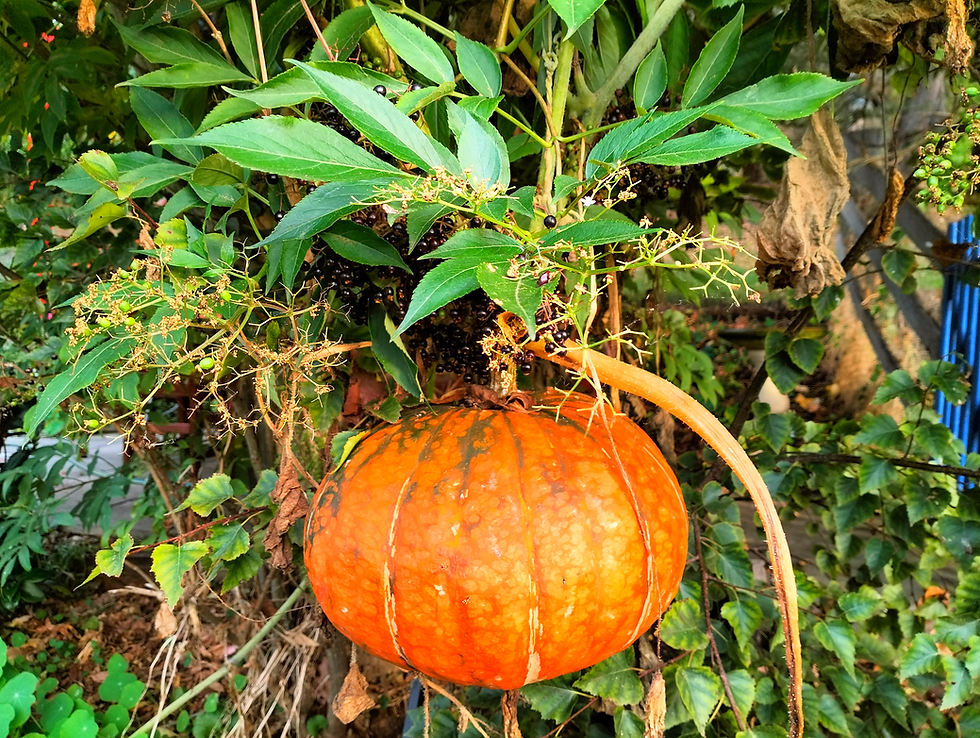 A bright orange pumpkin hanging from a tree which it has climbed.