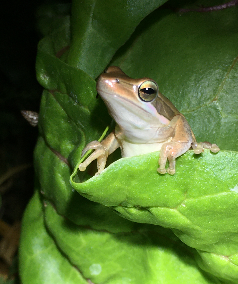 A tiny gold and white frog peeping out of lettuce leaves in a garden.