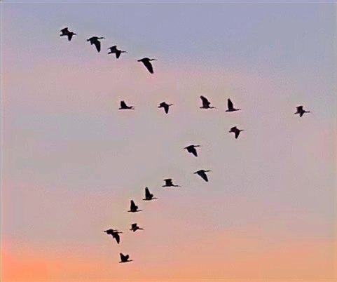 Ibis in a general V formation against a pinky-blue sky near dusk.