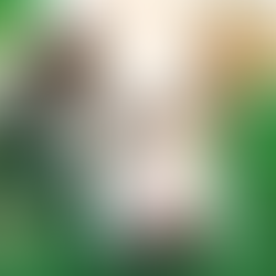 Face and upper body of a white dog lying flat on the ground, with brown colouring around her eyes, ears and neck. Blue eyes. Husky cross. Relaxed dog.