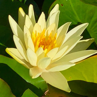 Close-up of yellow water lily on a lake. Deep yellow centre.