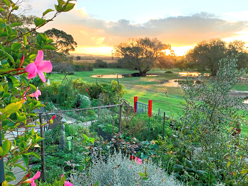 Sunset. Garden with greenery and flowers in foreground. Mid-ground are ponds.