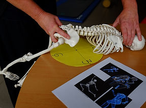 manipulation du bassin avec un squelette lors d'stage Feldenkrais avecstage Feldenkrais avec d'un stage de FELDENKRAIS .jpg