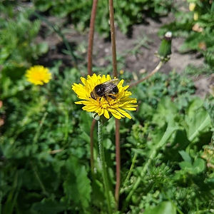 Pollinator Bingo