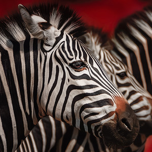 Black, White and Red All Over