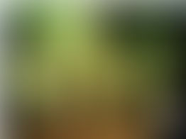 ¿Cómo cosechar lechuga desde nuestra casa?