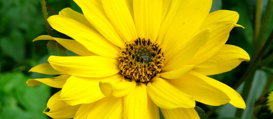 Arnica l’alliée des sportifs !