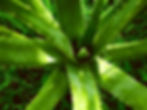 ree