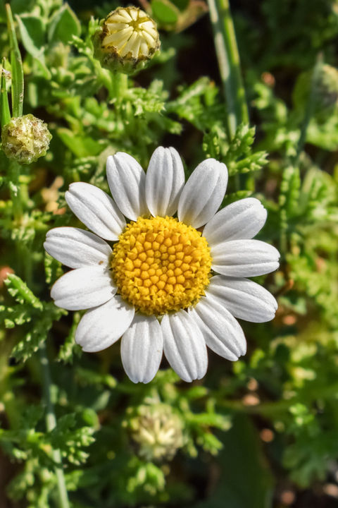 Fleur camomille Naturare.jpg