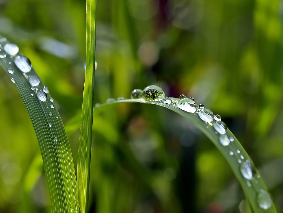 Nature herbe se resourcer Naturare.jpg