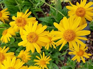 How Does Arnica Combat Pain?