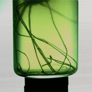 Animation1-2_smaller.gif