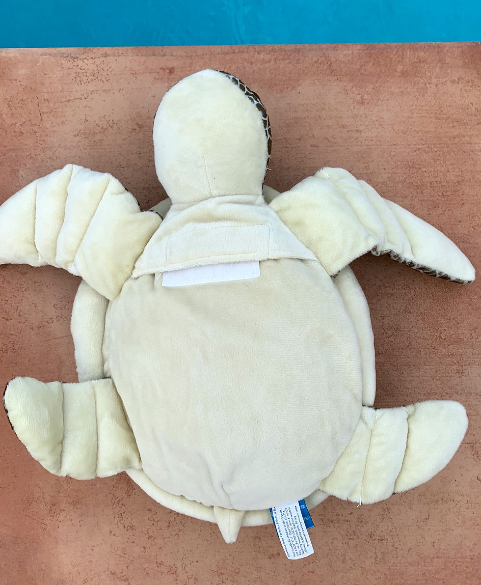 Thumbnail: Tilli the Turtle
