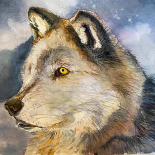 Gray Wolf
