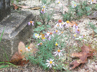 stm flowers tombstone.jpg