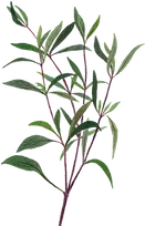 15_HV_AYAPANA_-_Copie.webp