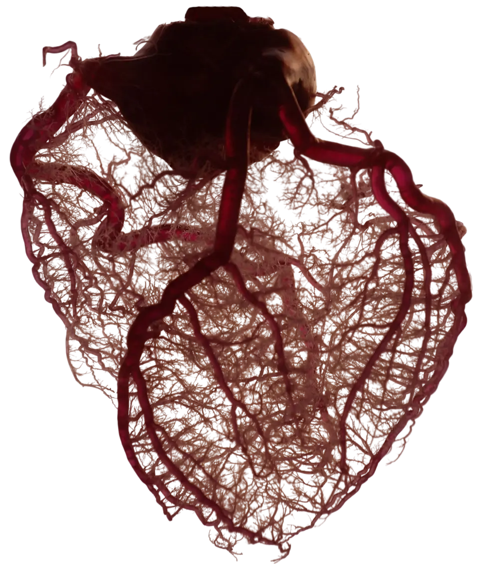 Anatomie des Herzgewebes
