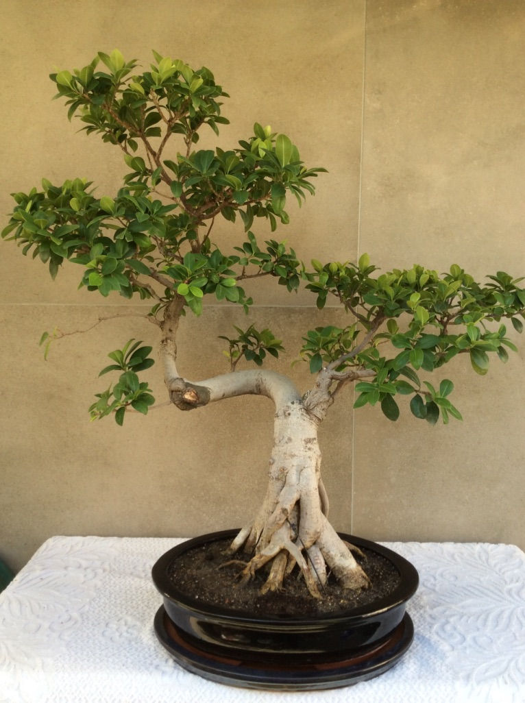 Ficus (collection)