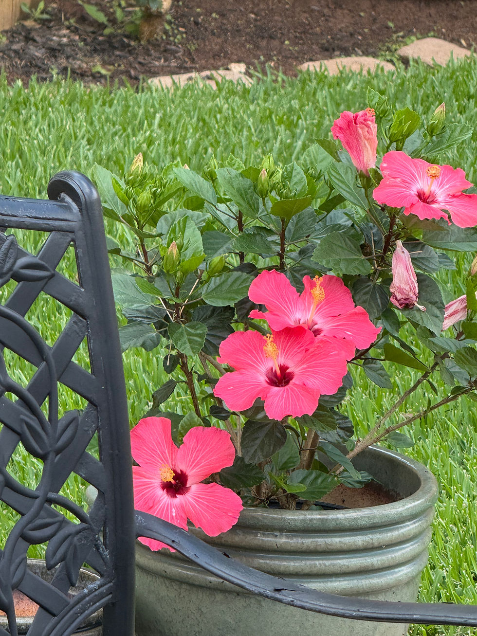 Lisa’s Garden: A Beautiful Reminder of the Joy in Bloom!