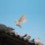holyspirit.jpg