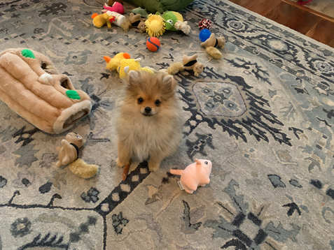 Puppy Archie pic update by Mama Elfriede