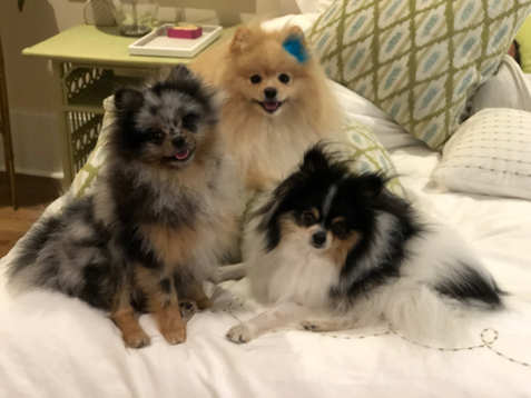 3 cutie pies - update pic from The Pelt's family.