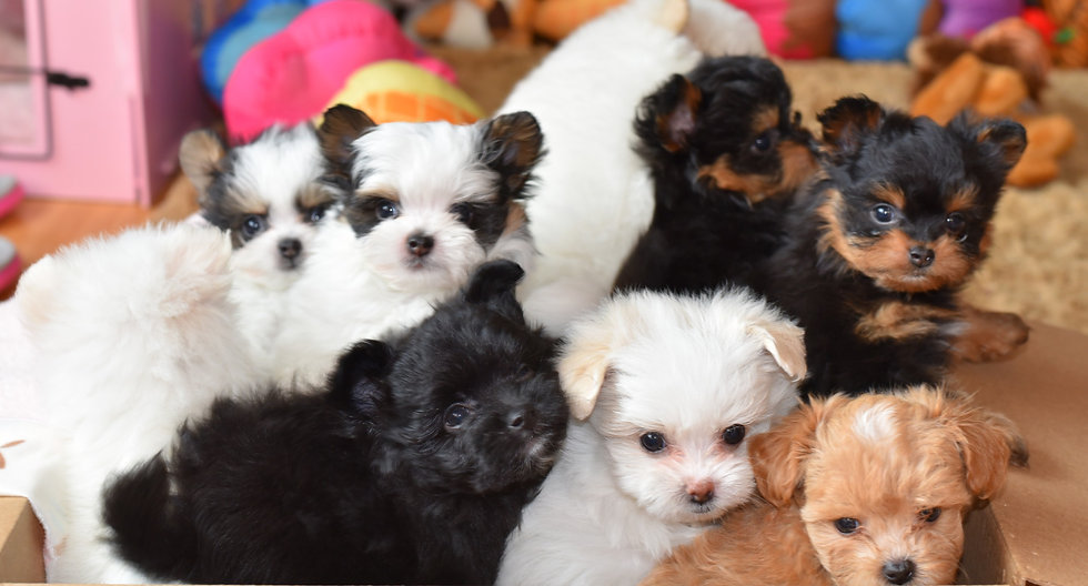 Puppy For Sale In Florida