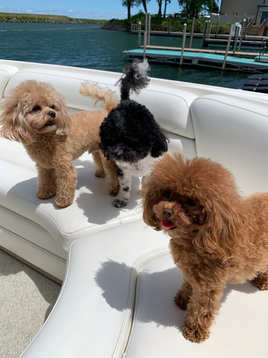 Our MaltiPoo puppies pic update by Sofia