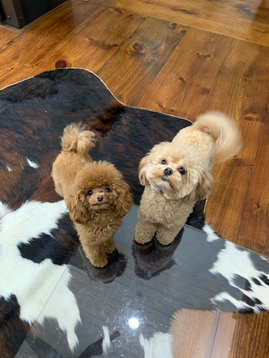 Our MaltiPoo puppies pic update by Sofia