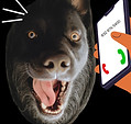 Dog On the phone