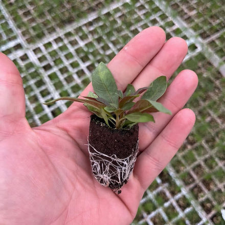 Epilóbium angustifolium