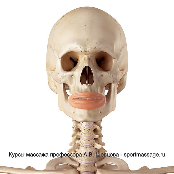 Круговая мышца рта_edited.jpg