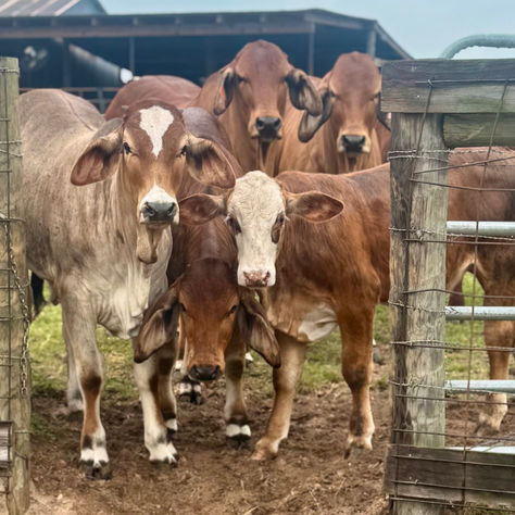 The Sale Barn Problem