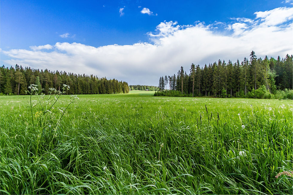 grass field.jpg