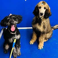 K9Training (2).png
