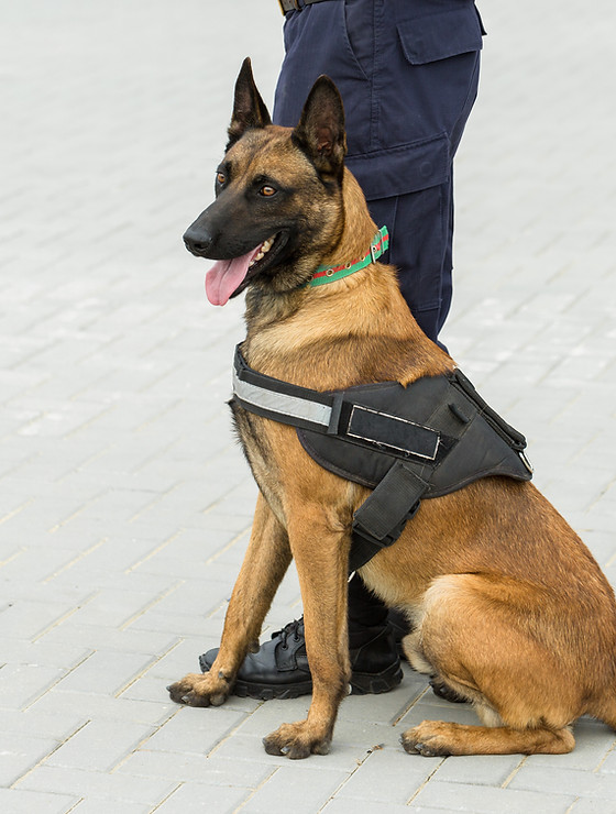malinois-belgian-shepherd-guard-border-border-troops-demonstrate-dogs-ability (1).jpg