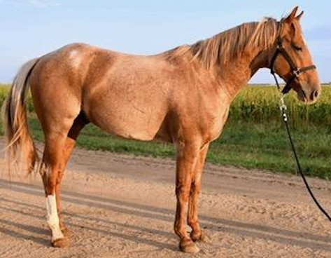 Metallic Cat Quarter Horse stallion available for breeding in Kansas