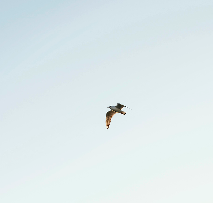 low-angle-bird-sky.png