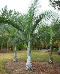 Bucaneer palm