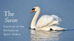 A graceful swan glides elegantly across a tranquil lake, evoking the serene beauty of "The Swan" from Saint-Saëns' "Carnival of the Animals."