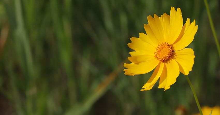 heungsoon-flowers-7237134_edited.jpg